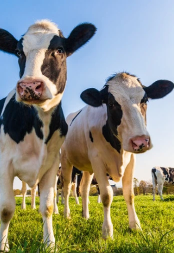 Vaches