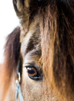 Oeil de cheval